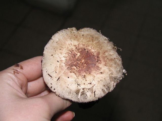 Agaricus semotus