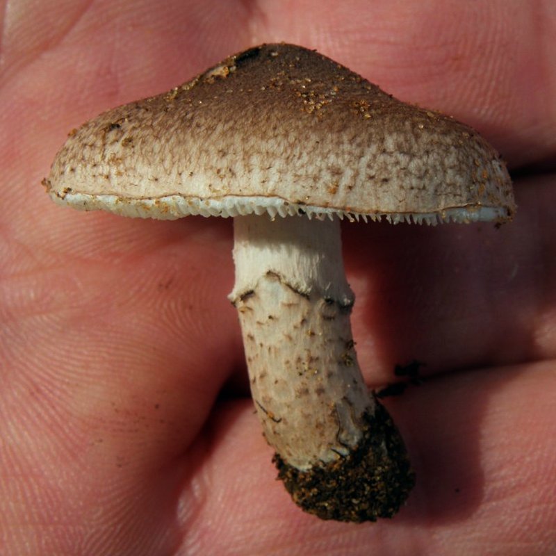 Lepiota brunneoincarnata