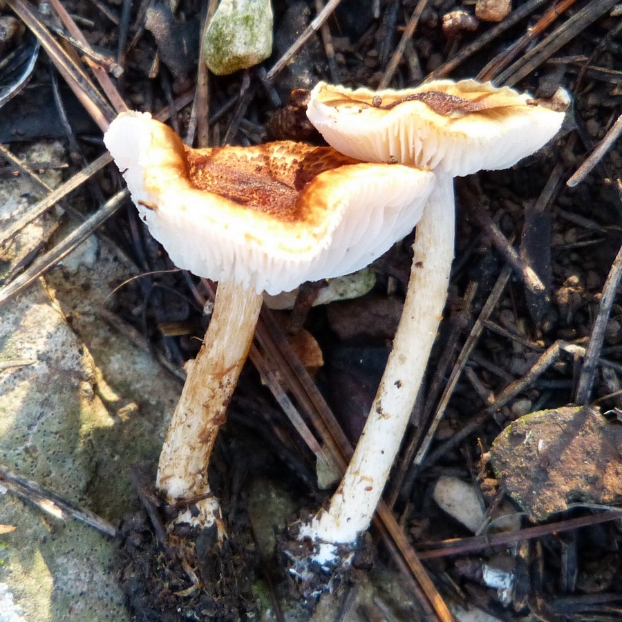 Lepiota castanea