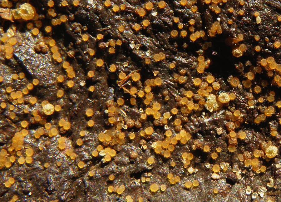 Lasiobolus papillatus / Lasiobolus ciliatus / Ascobolus equinus