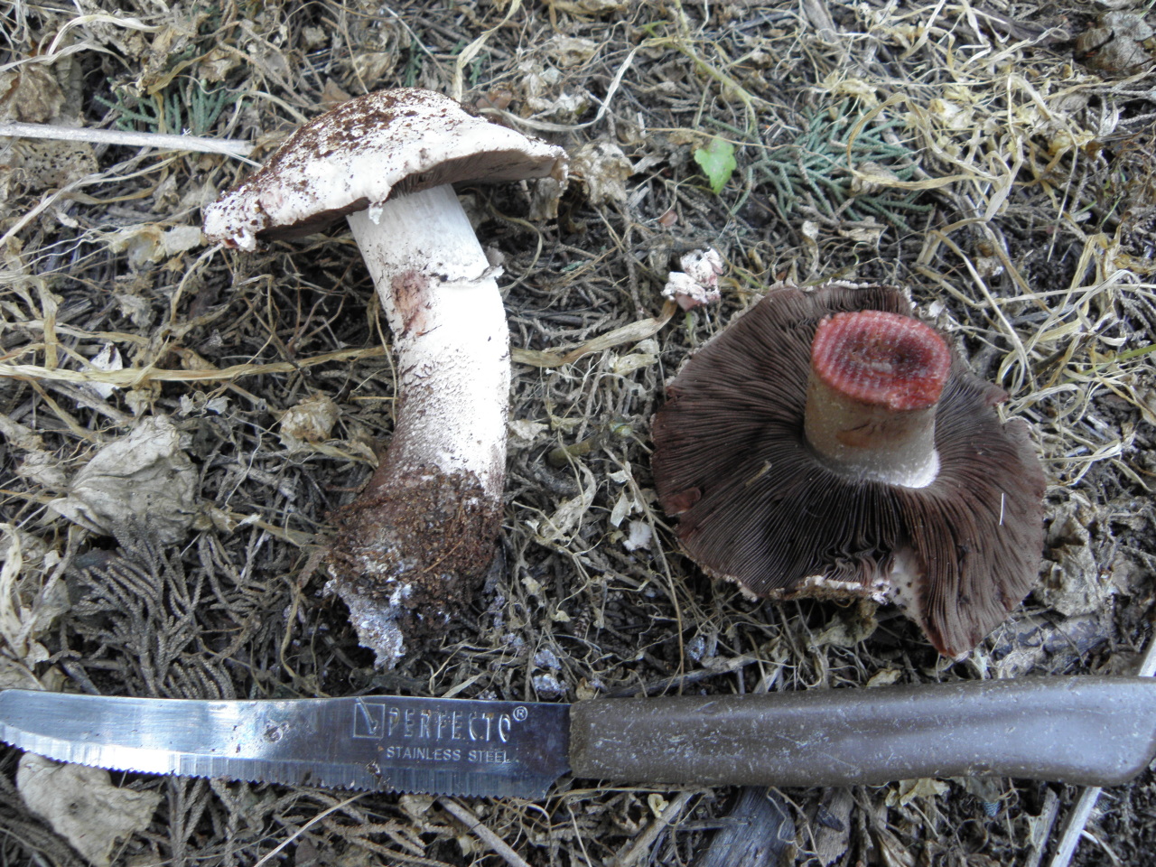 Agaricus silvaticus var. pallens  / annae