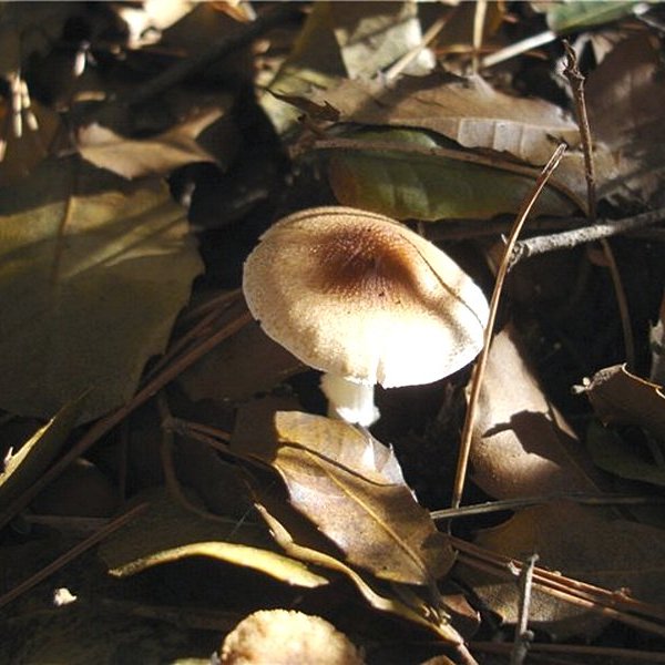 Lepiota ignivolvata