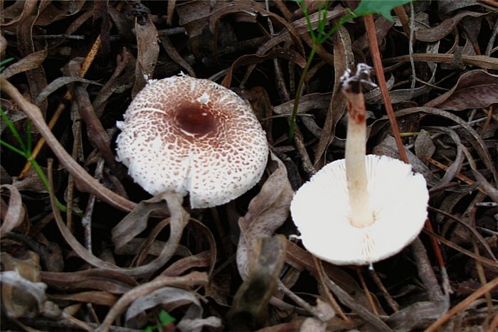 Lepiota lilacea