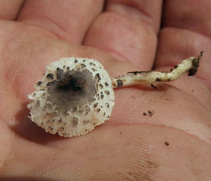 Lepiota micropholis