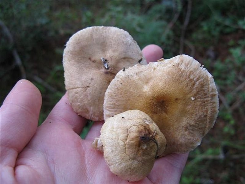 Lepiota oreadiformis / laevigata