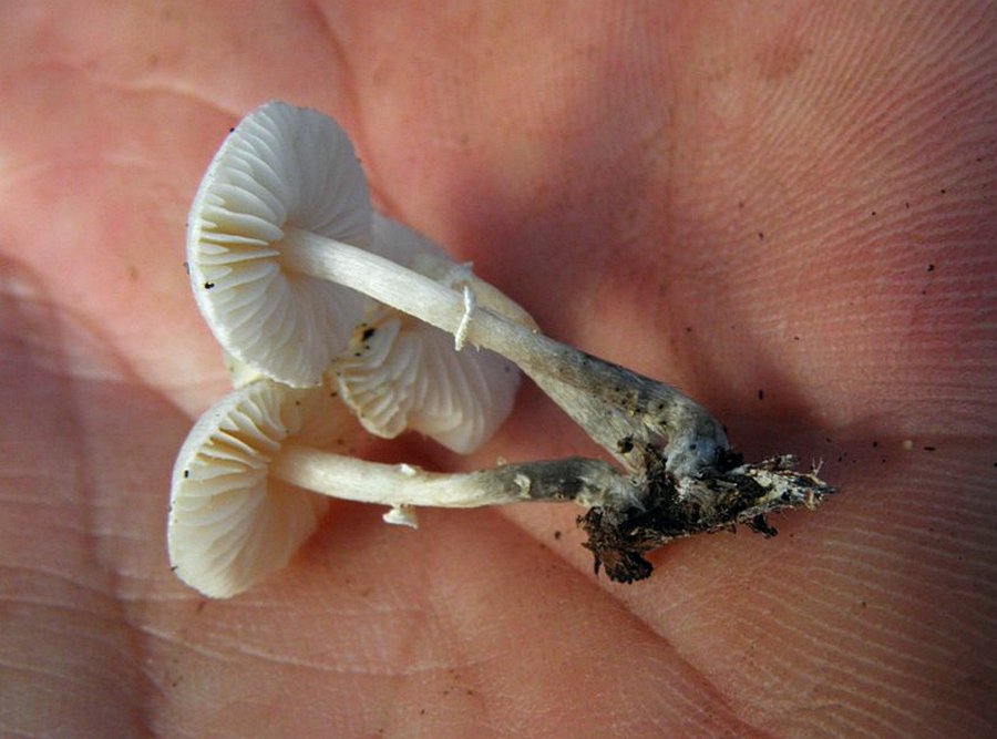 Leucoagaricus serenus / Leucocoprinus serenus