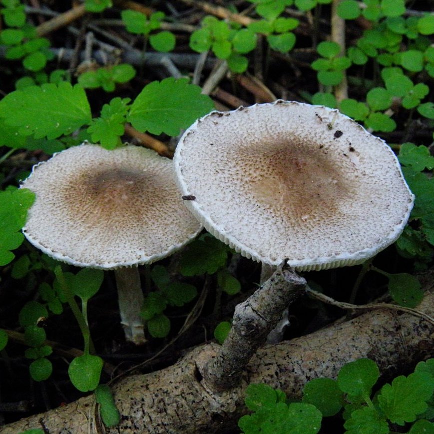 Lepiota subgracilis