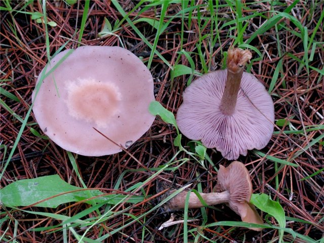 Lepista nuda / Collybia nuda