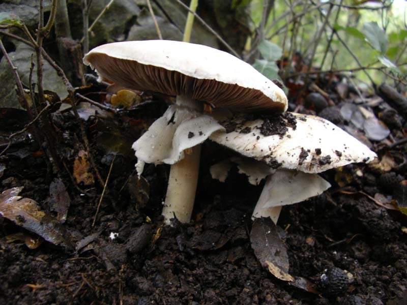 Agaricus silvicola