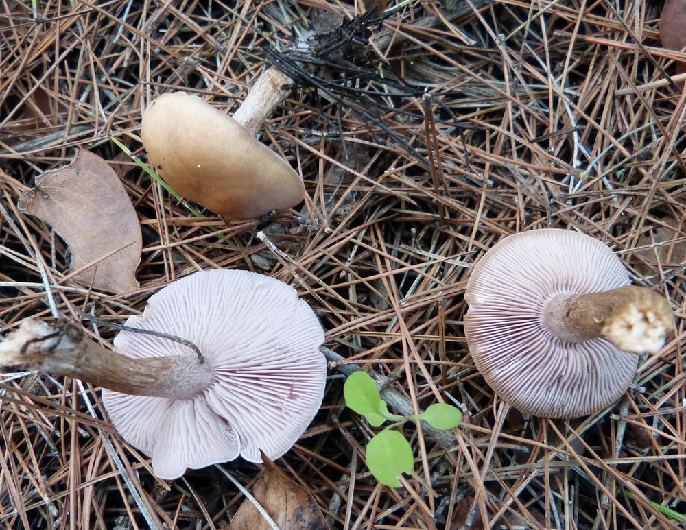 Lepista sordida / Collybia sordida