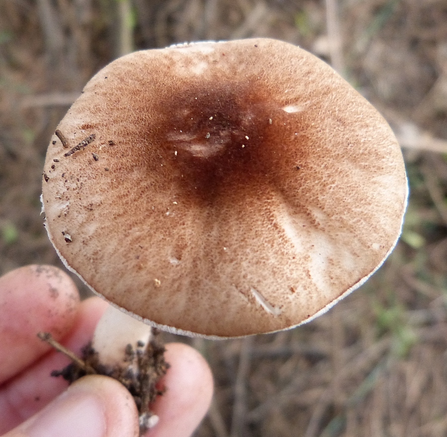 Leucoagaricus pilatianus / Leucocoprinus pilatianus