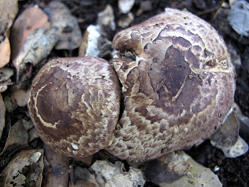 Agaricus subperonatus