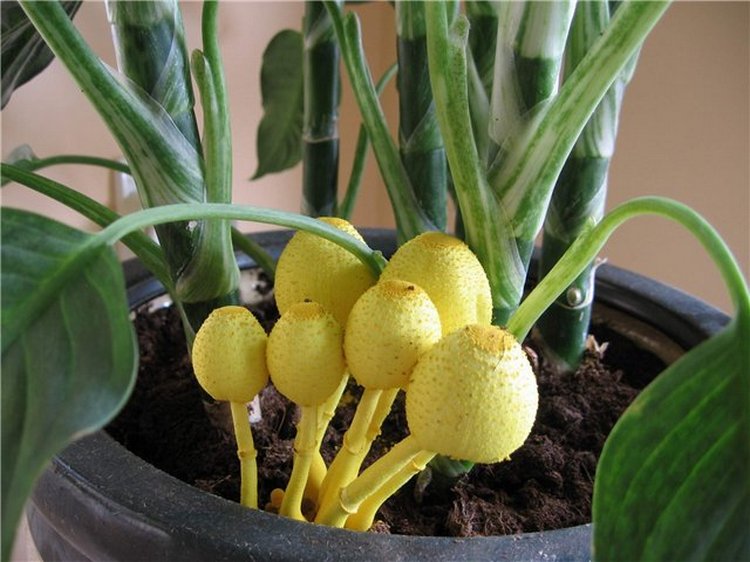 Leucocoprinus birnbaumii