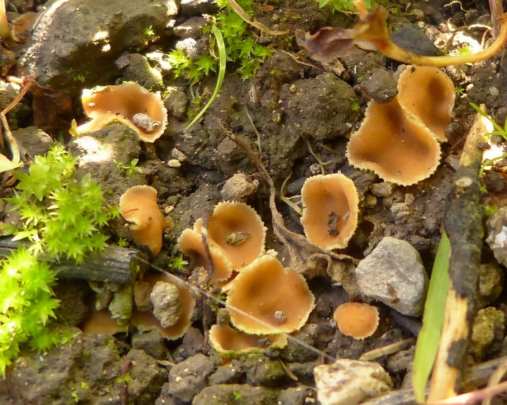 Leucoscypha patavina