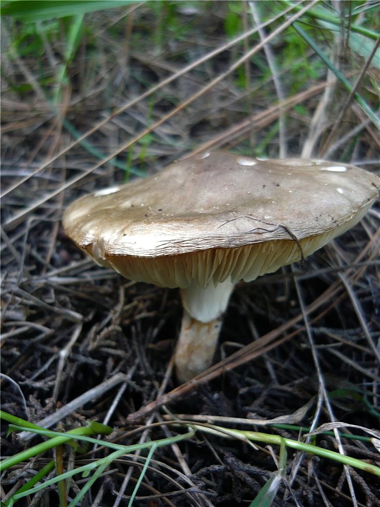 Catatrama furnacea / Limacella furnacea