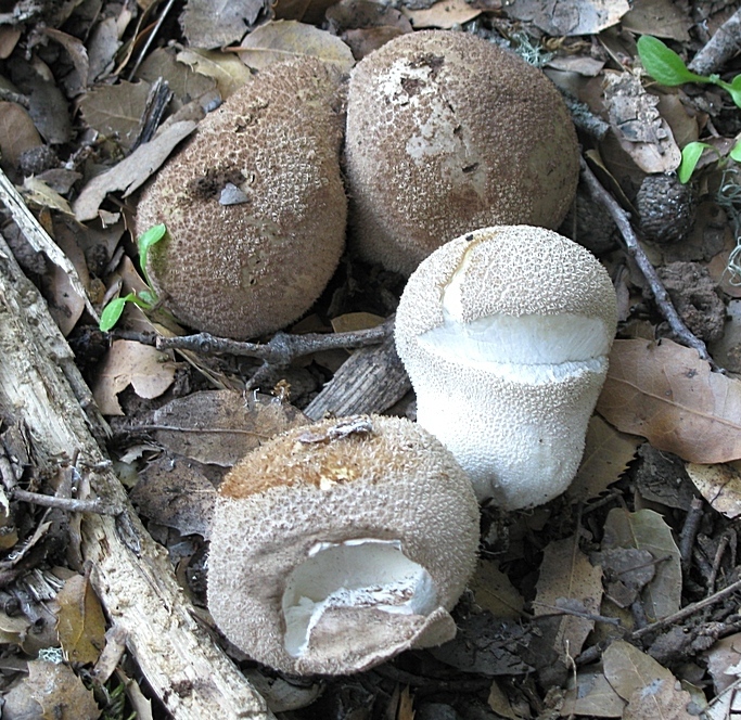Lycoperdon atropurpureum / L. molle var. atropurpureum