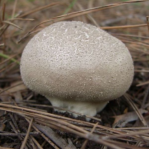 Lycoperdon lividum / Lycoperdon spadiceum