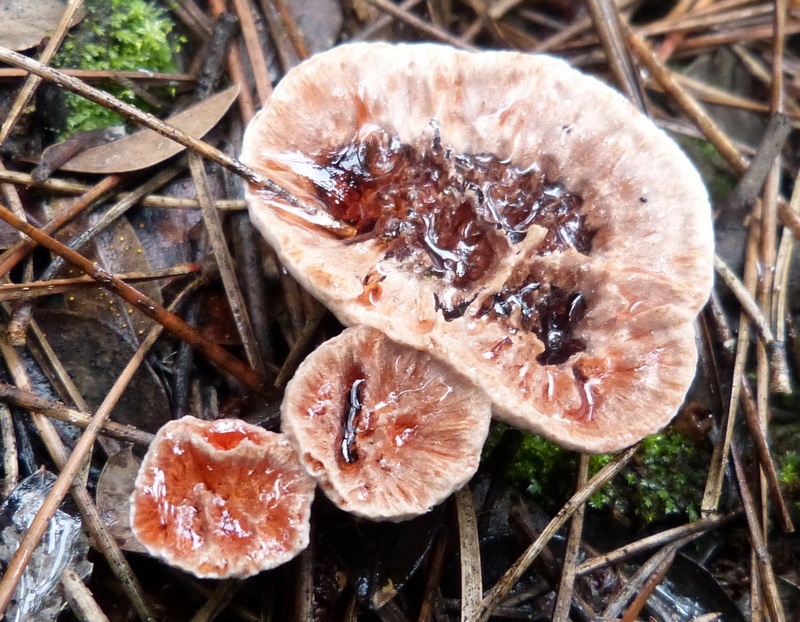 Hydnellum concrescens