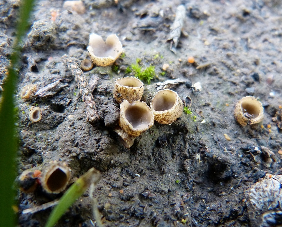 Tricharina herinkii