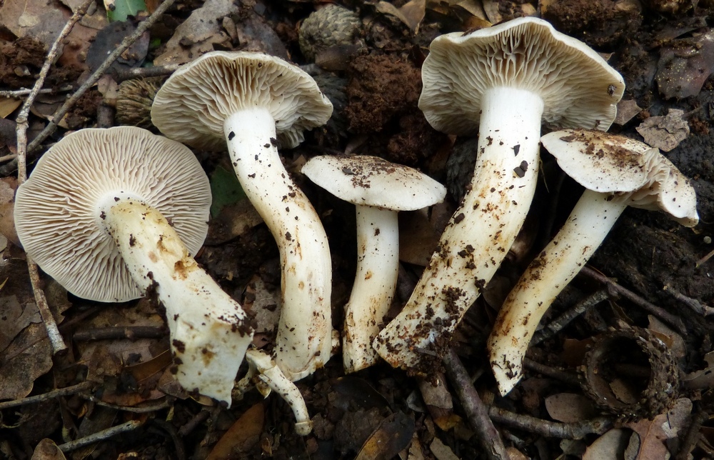 Lyophyllum fumosum / Tricholoma conglobatum