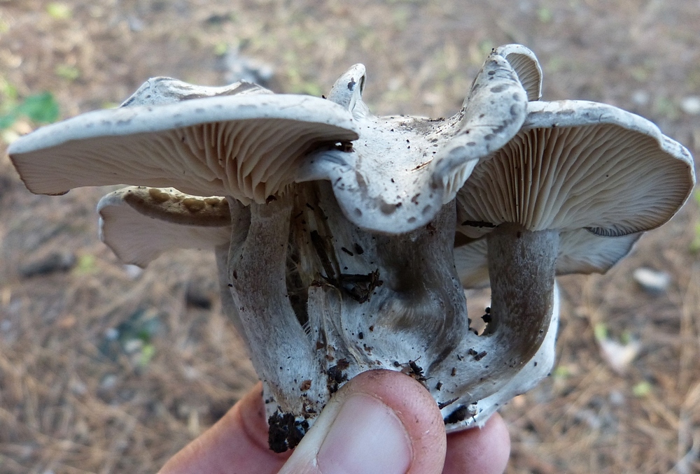 Lyophyllum littoralis