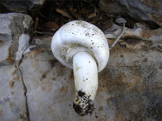 Agaricus xanthodermus