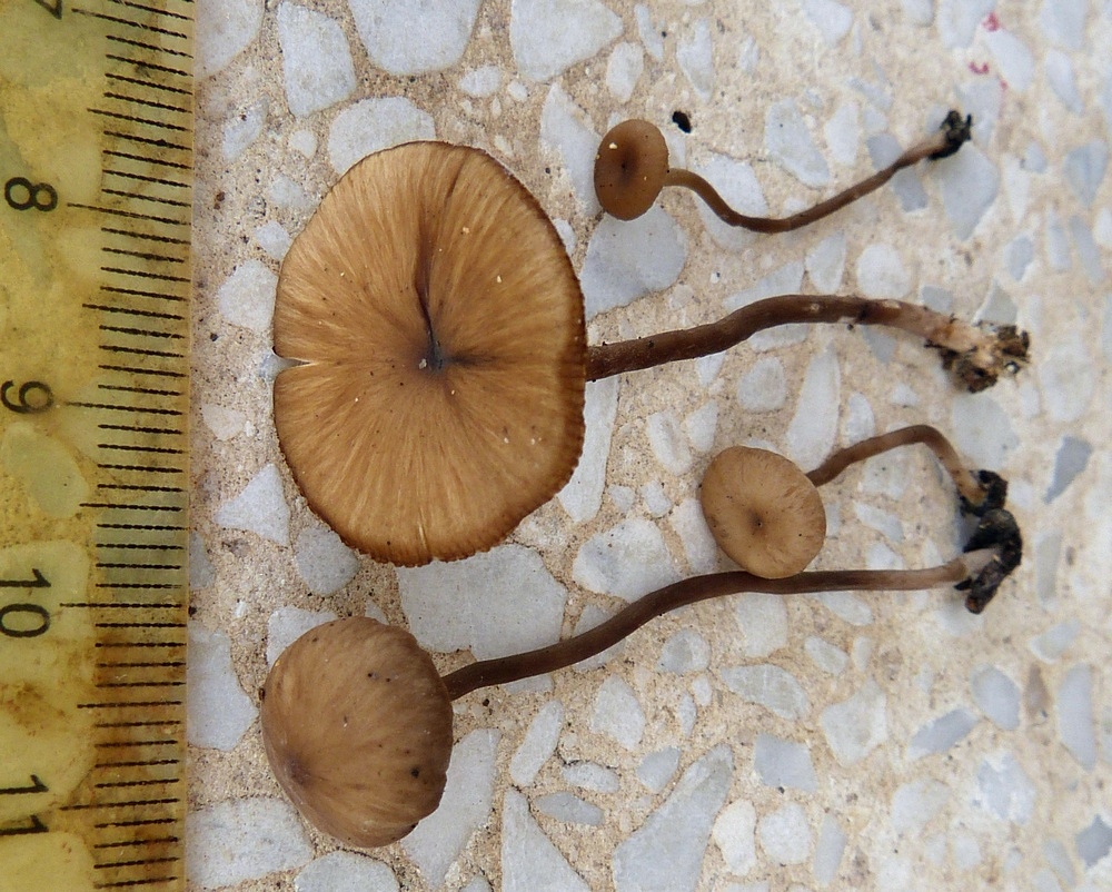 Tephrocybe sp. 1