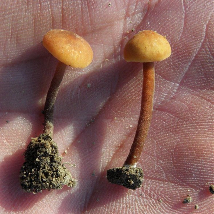 Macrocystidia cucumis var. minor