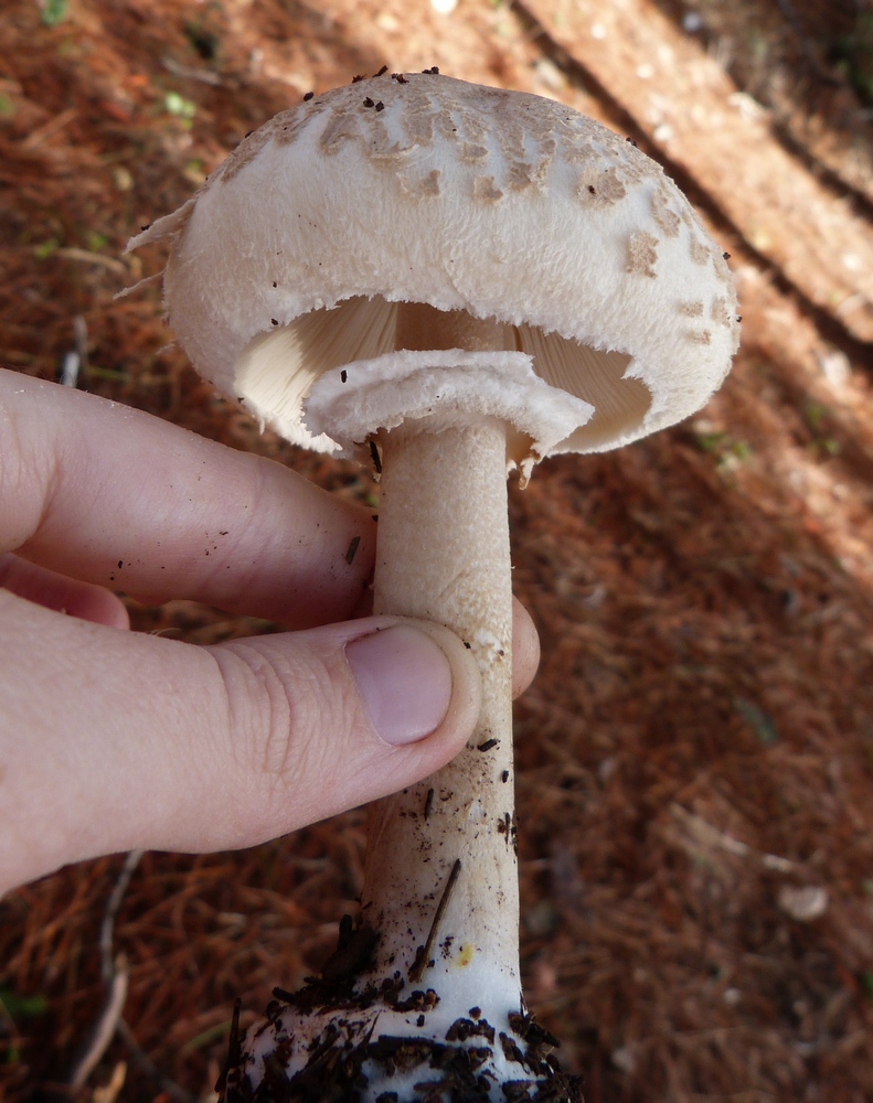 Macrolepiota affinis