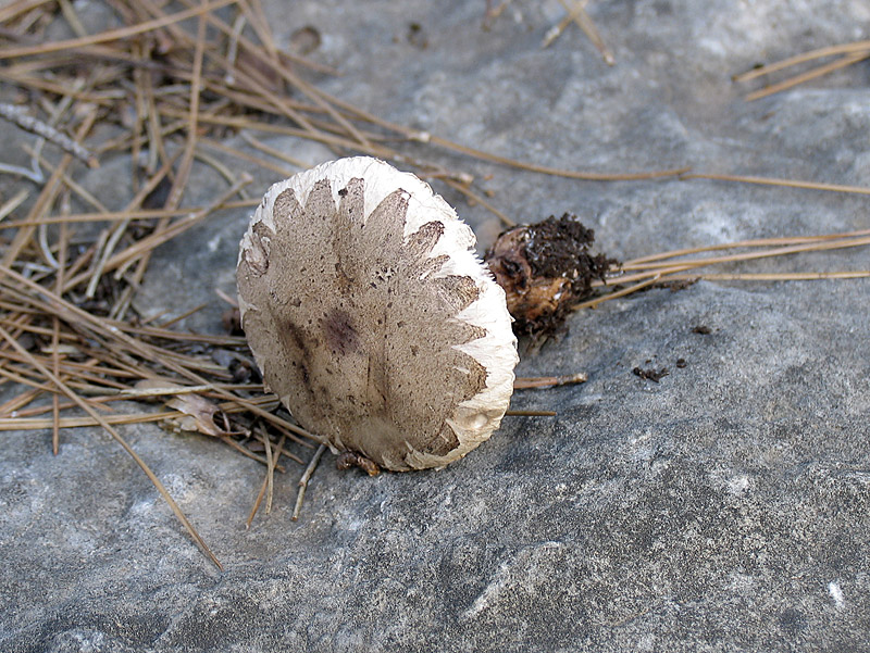 Macrolepiota excoriata