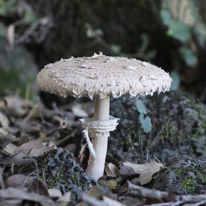 Macrolepiota procera