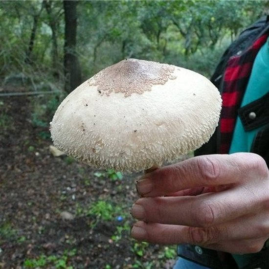 Macrolepiota prominens / Lepiota prominens