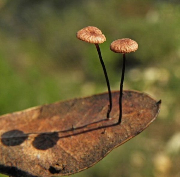 Marasmius androsaceus / Gymnopus androsaceus