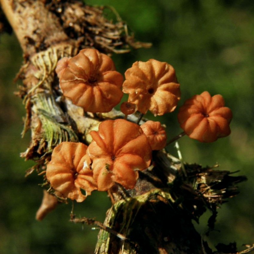 Marasmius graminum / curreyi