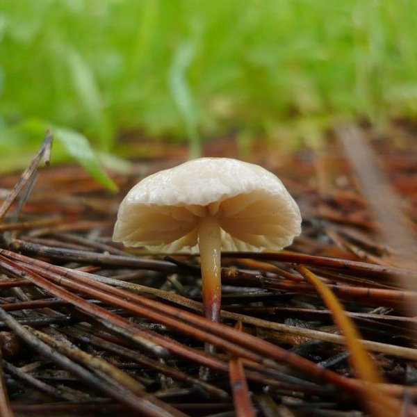Marasmius wynneae