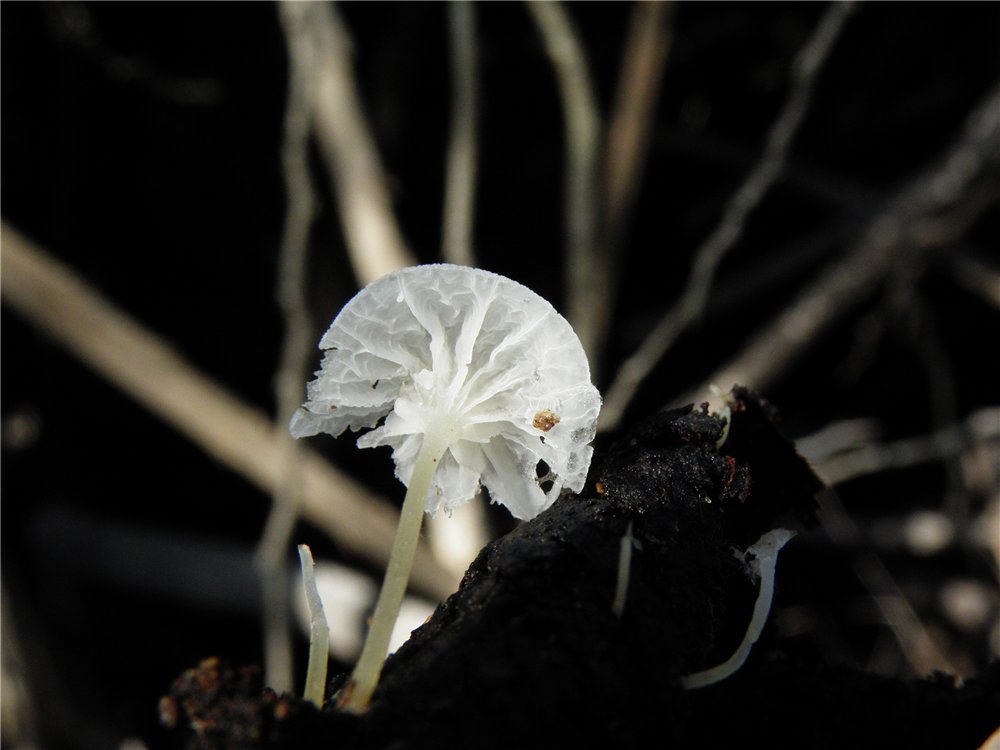 Marasmiellus candidus / Mycena candida