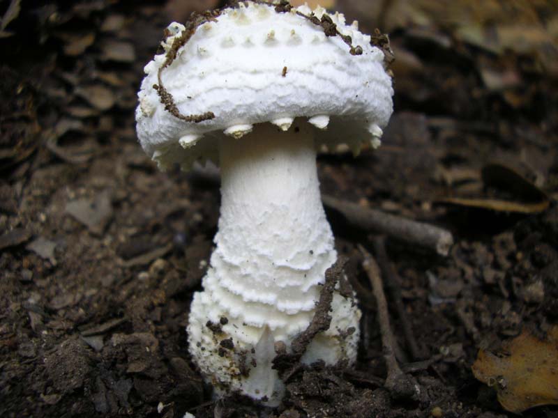 Amanita echinocephala