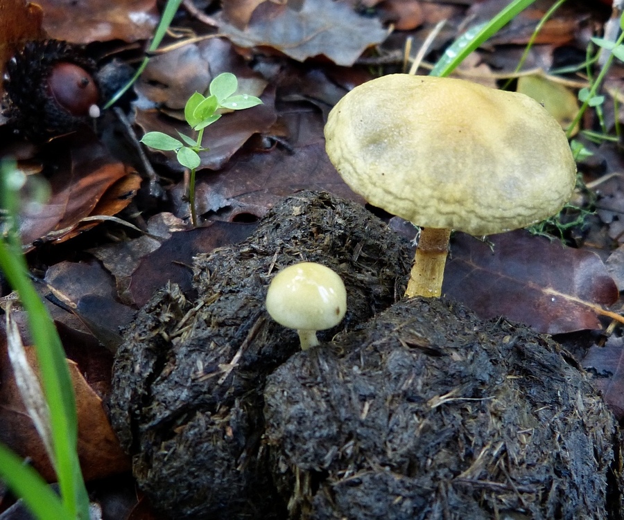 Stropharia semiglobata / Protostropharia semiglobata