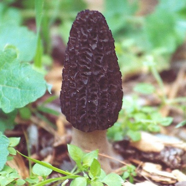 Morchella conica