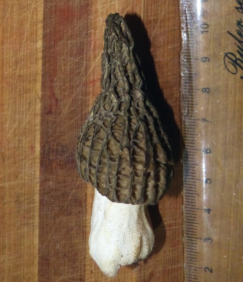 Morchella elata