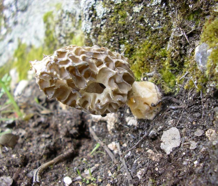 Morchella esculenta