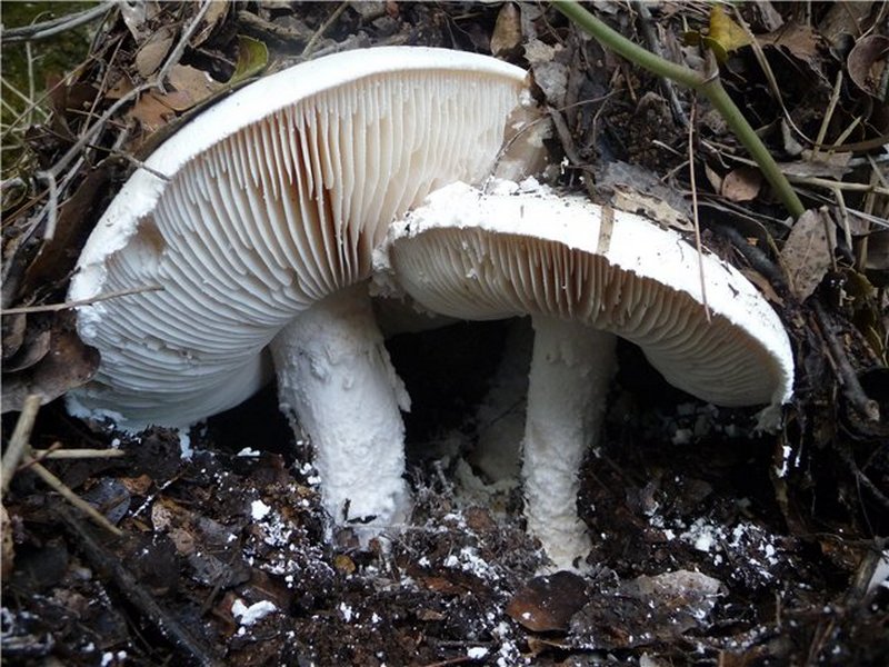 Amanita ovoidea