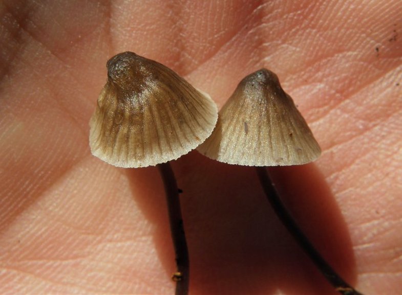 Mycena alcalina
