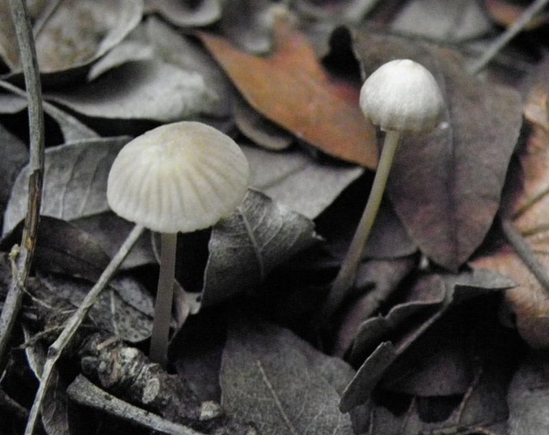 Mycena cinerella