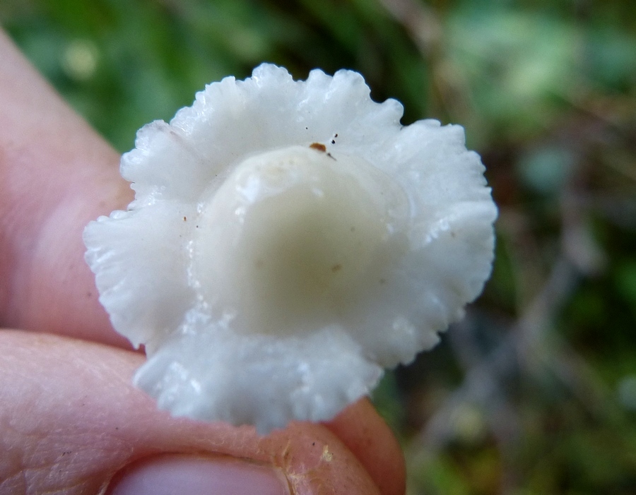 Mycena flavoalba