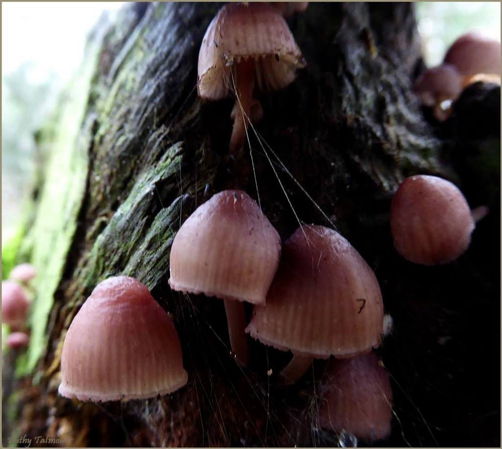 Mycena haematopus
