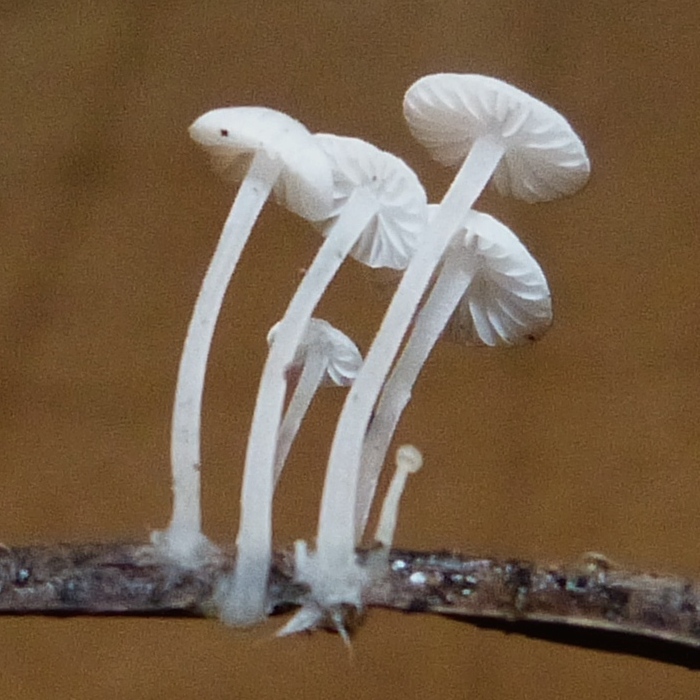 Mycena lactea / Delicatella lactea / Hemimycena lactea