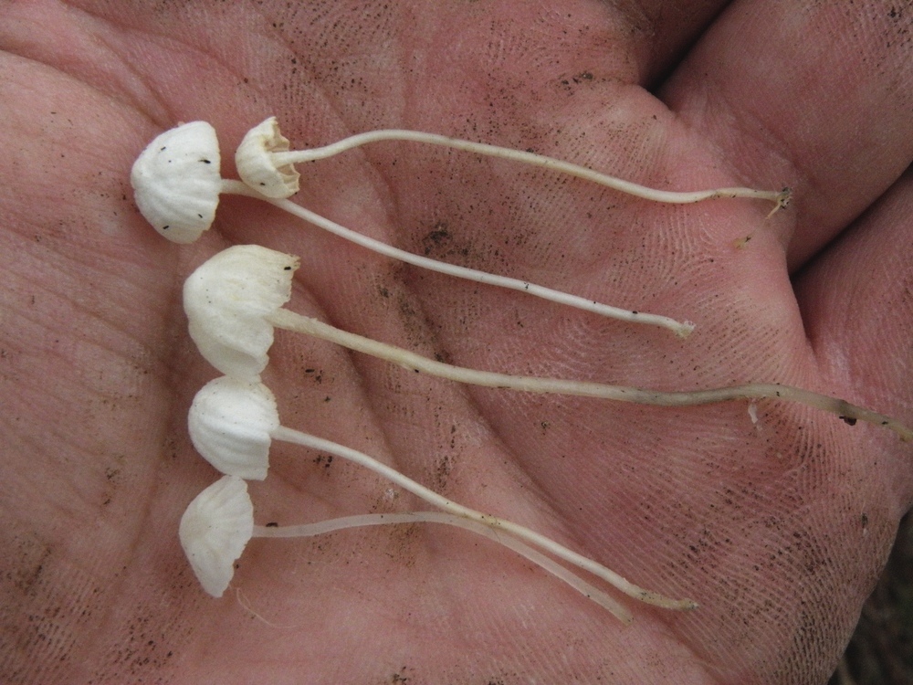 Mycena lactea var. pithya / Hemimycena pithya / gracilis
