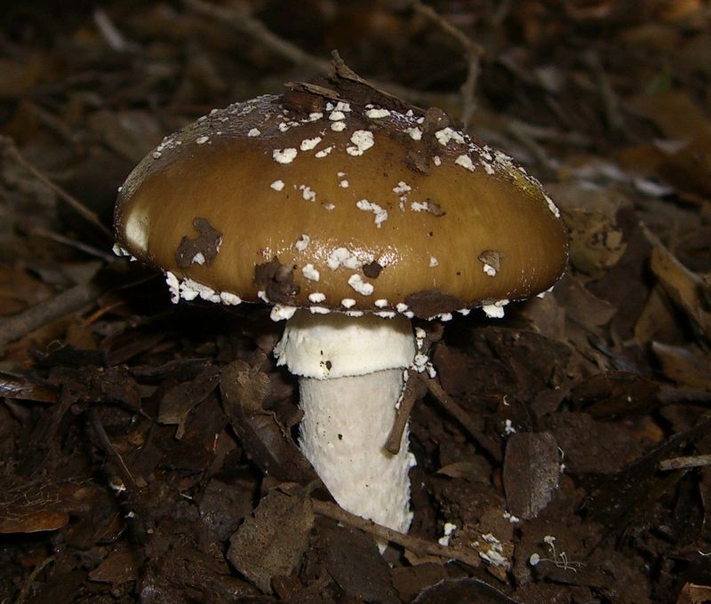 Amanita pantherina