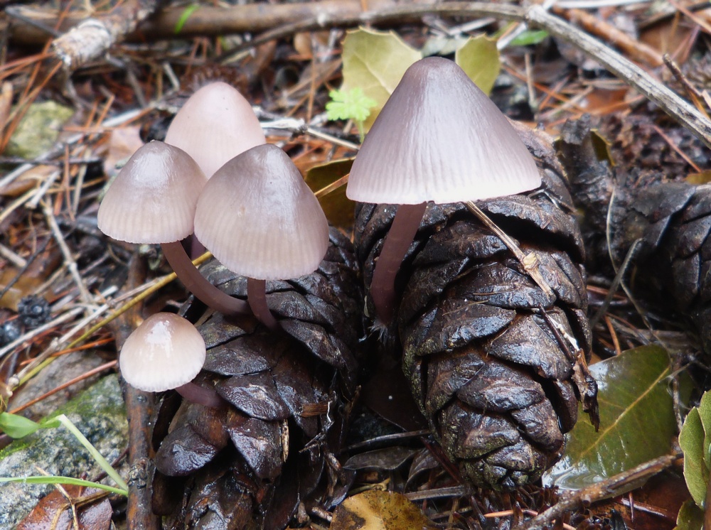 Mycena seynii / seyinesii